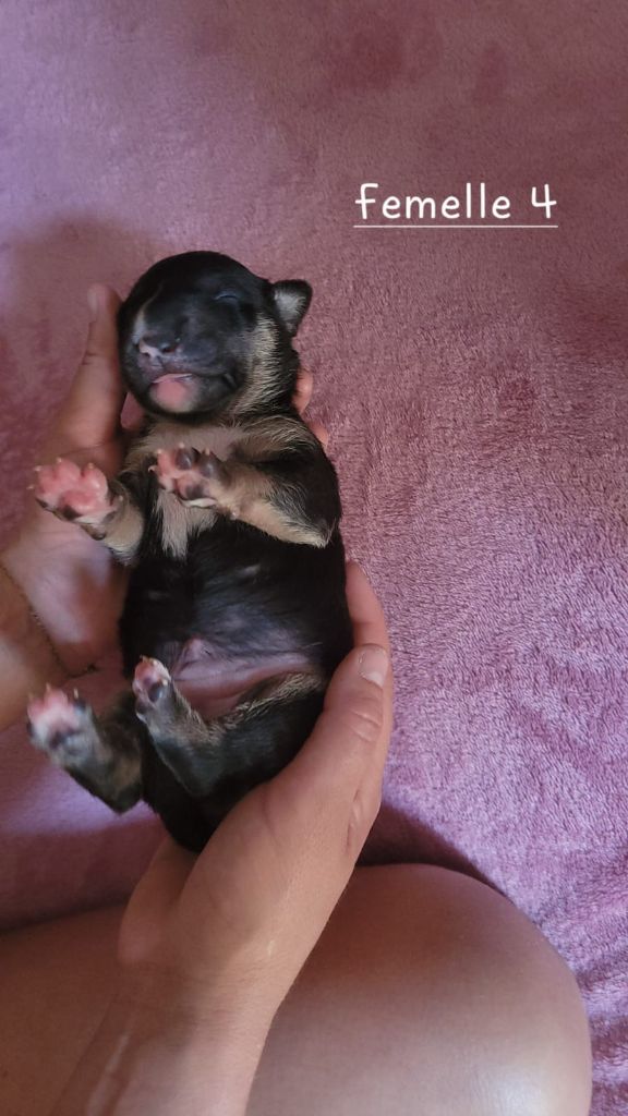 Magnifique chiots femelles a réserver