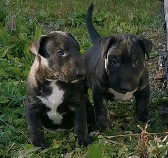 of the little troublemaker