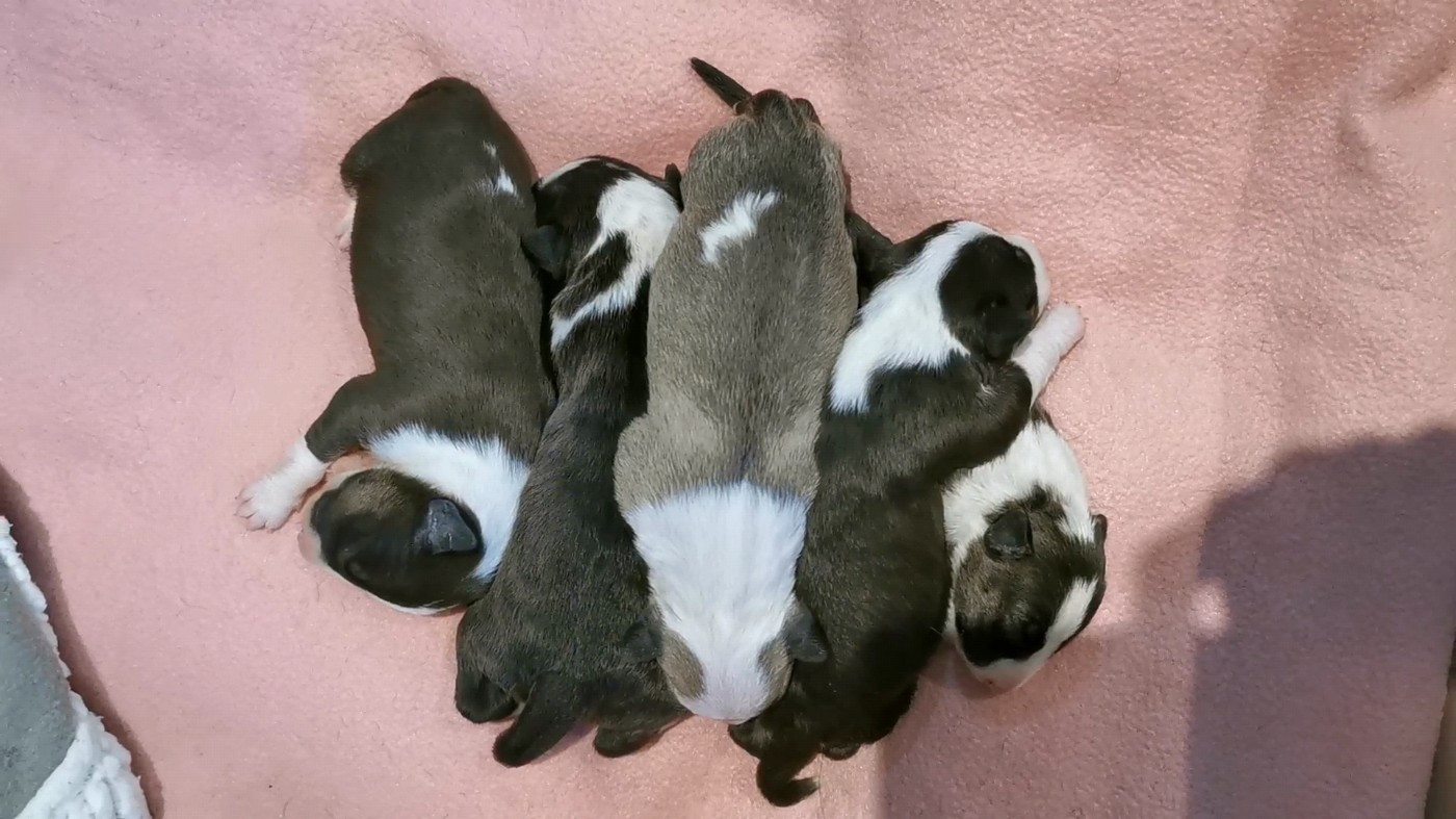 Chiot Bull Terrier of the little troublemaker