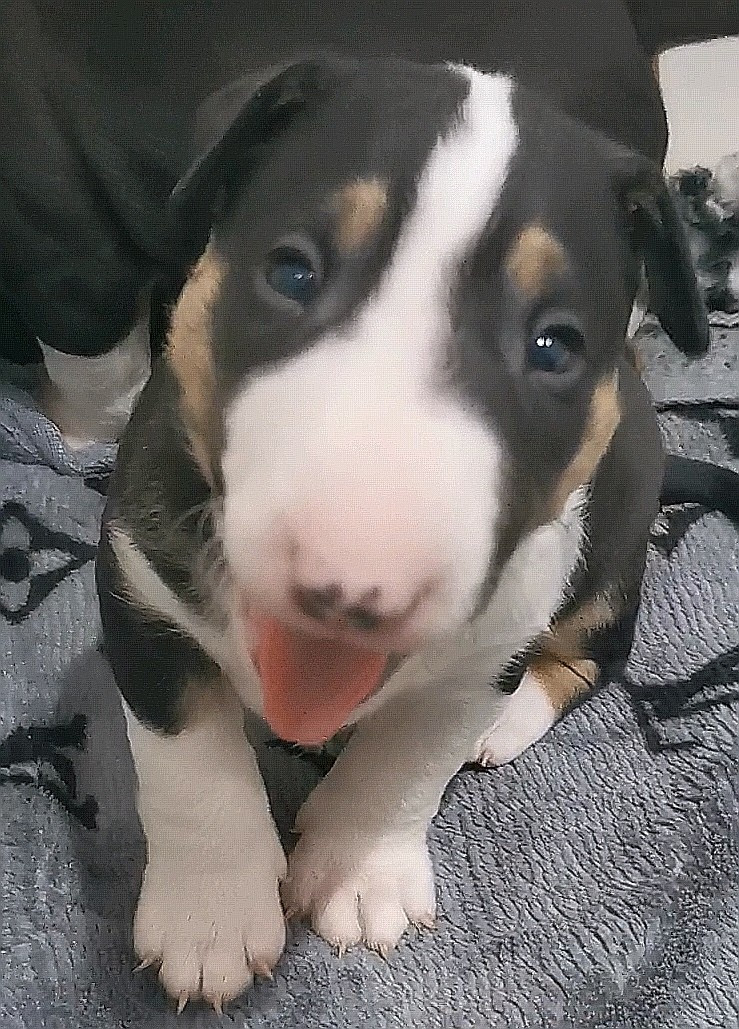 of the little troublemaker - Chiots disponibles - Bull Terrier