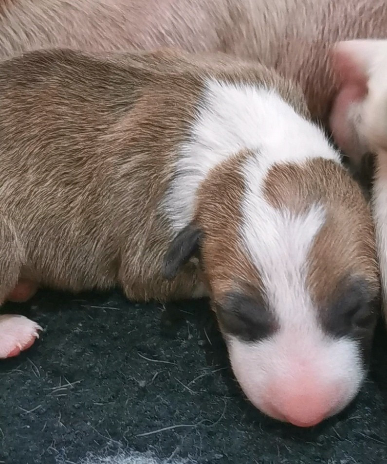 of the little troublemaker - Chiots disponibles - Bull Terrier