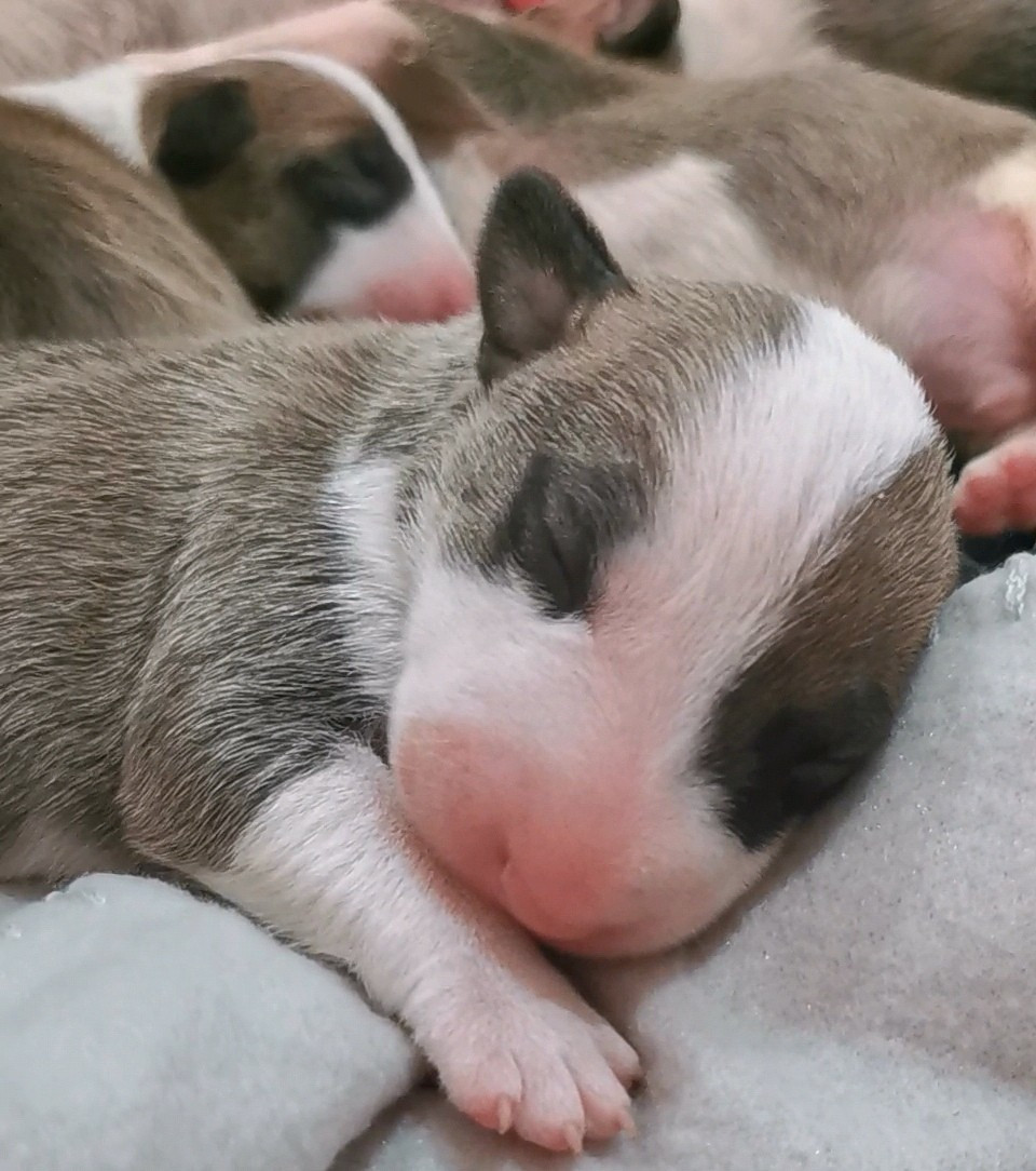 of the little troublemaker - Chiots disponibles - Bull Terrier
