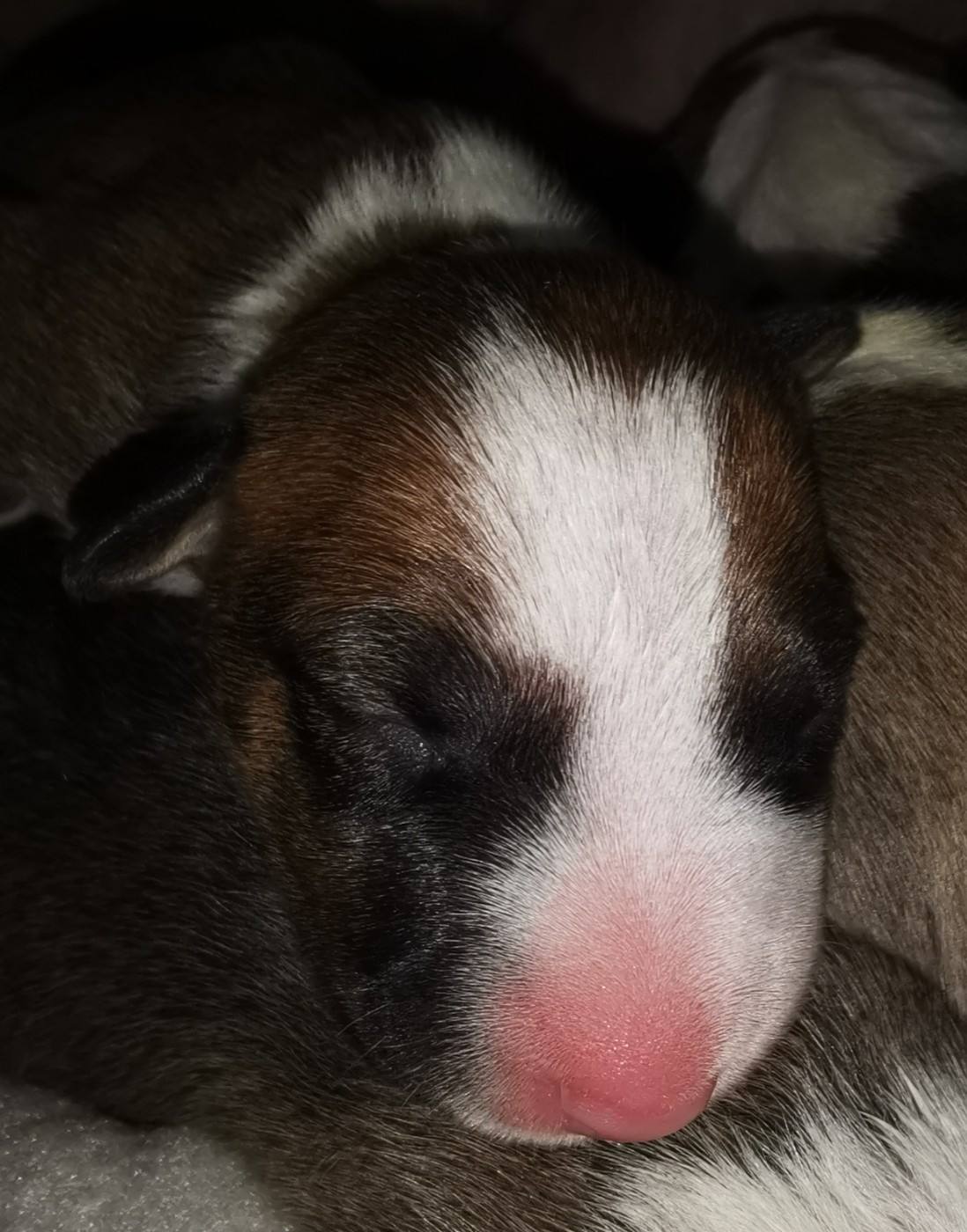 of the little troublemaker - Chiots disponibles - Bull Terrier