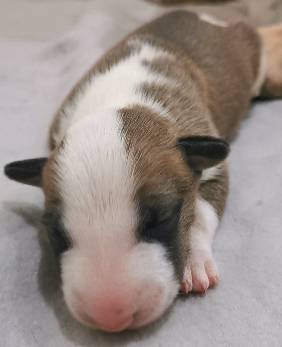 of the little troublemaker - Chiots disponibles - Bull Terrier