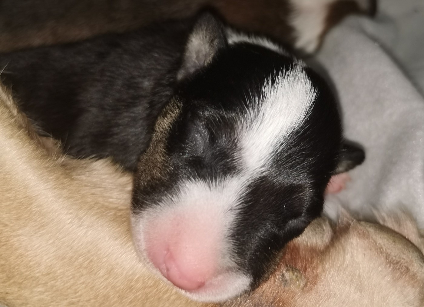 of the little troublemaker - Chiots disponibles - Bull Terrier