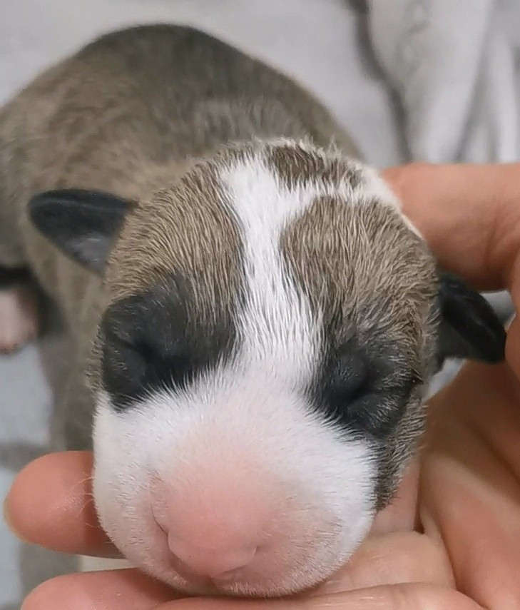 of the little troublemaker - Chiots disponibles - Bull Terrier