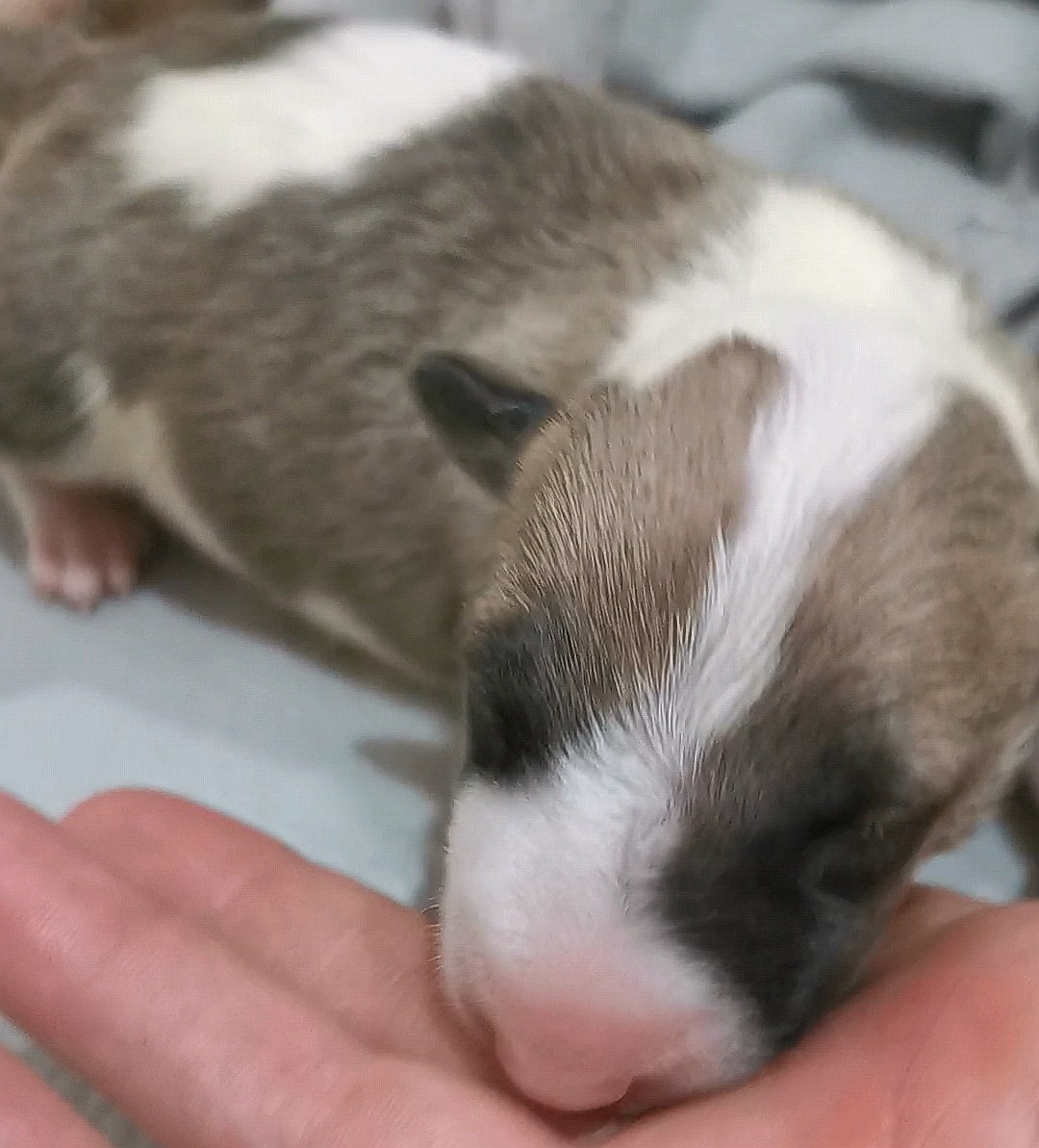 of the little troublemaker - Chiots disponibles - Bull Terrier