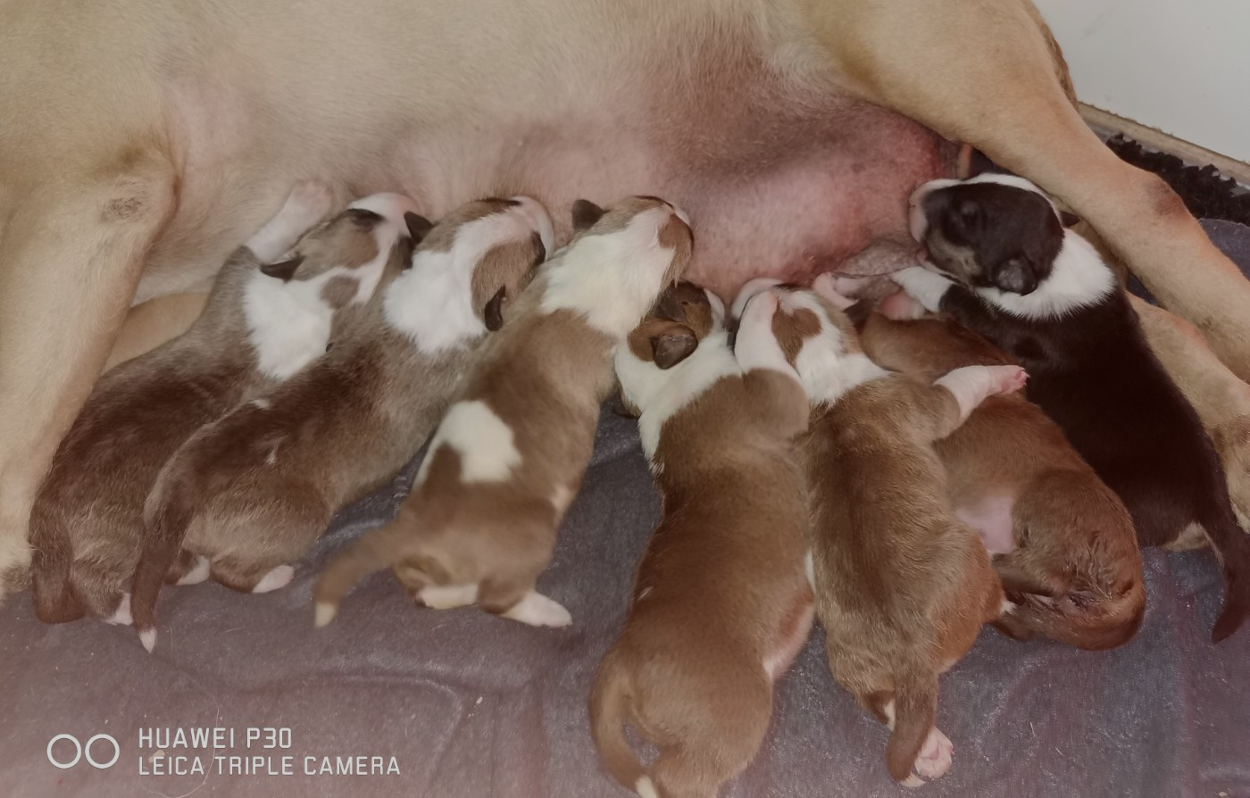 Chiot Bull Terrier of the little troublemaker