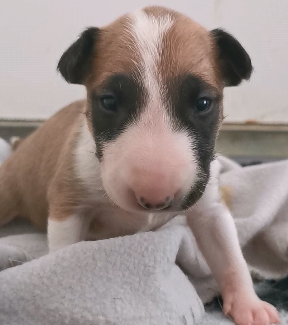 of the little troublemaker - Chiots disponibles - Bull Terrier
