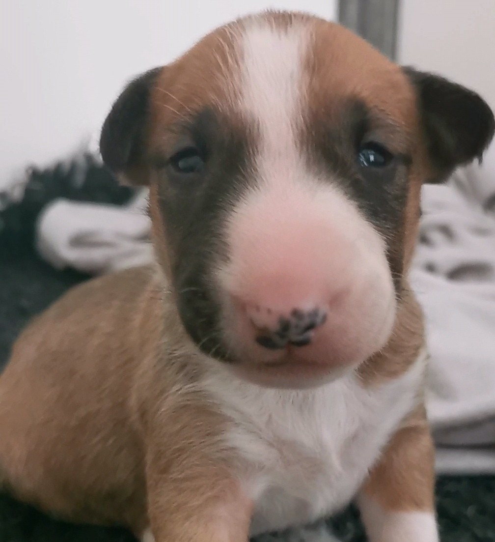 of the little troublemaker - Chiots disponibles - Bull Terrier