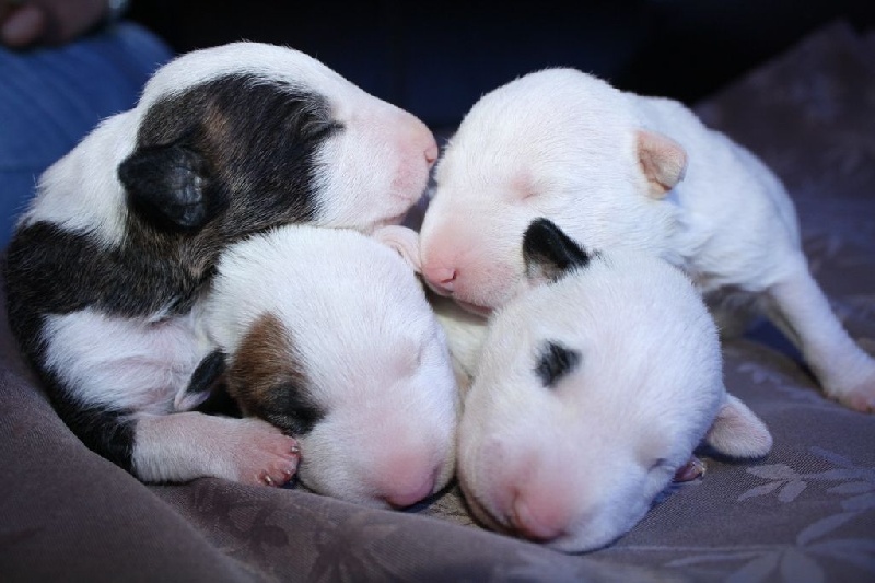 Chiot Bull Terrier of the little troublemaker